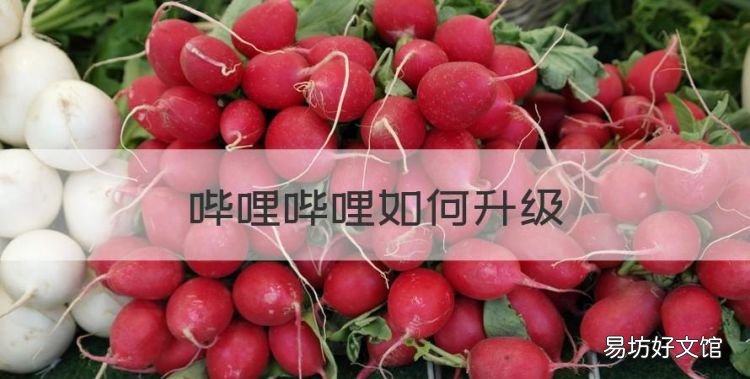 b站怎么升级,哔哩哔哩如何升级