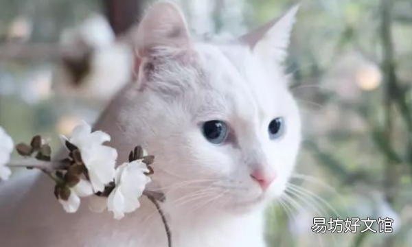 猫走丢了怎么找，猫跑丢了怎么找最有效