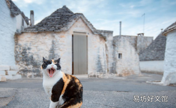 猫走丢了怎么找，猫跑丢了怎么找最有效