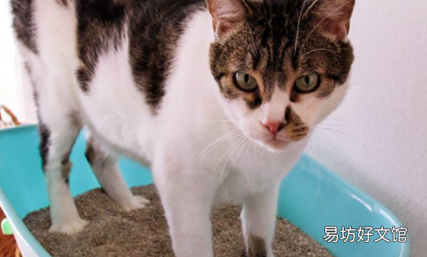 猫走丢了怎么找，猫跑丢了怎么找最有效