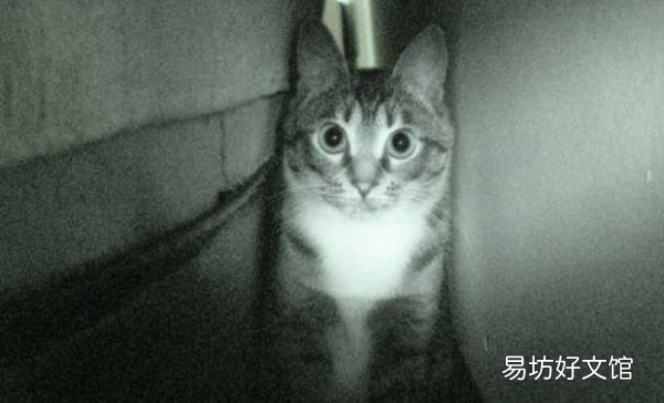 猫走丢了怎么找，猫跑丢了怎么找最有效