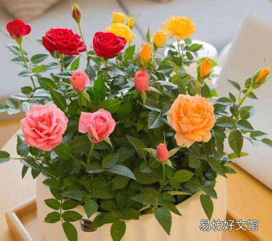 玫瑰花要怎么养比较好