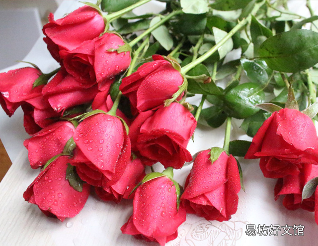 玫瑰花要怎么养比较好