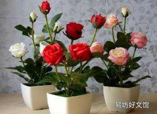 玫瑰花要怎么养比较好