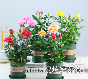 玫瑰花要怎么养比较好
