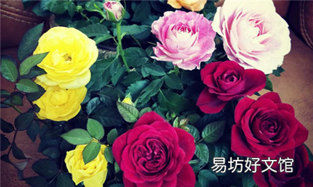 玫瑰花要怎么养比较好