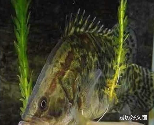 如何养桂鱼,红纹鳜鱼如何饲养