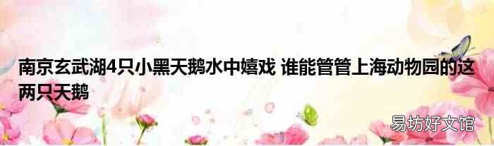 南京玄武湖4只小黑天鹅水中嬉戏 谁能管管上海动物园的这两只天鹅