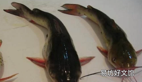 黄辣丁吃什么食物,黄辣丁鱼吃什么饲料