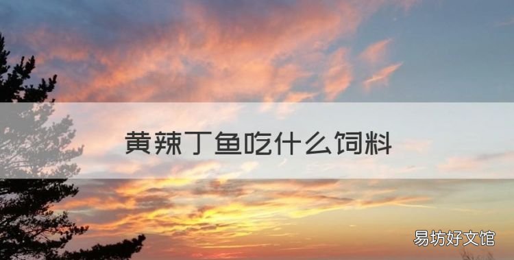 黄辣丁吃什么食物,黄辣丁鱼吃什么饲料