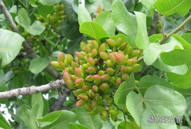 怎样种植黄皮果树,开心果果树在哪里可种植