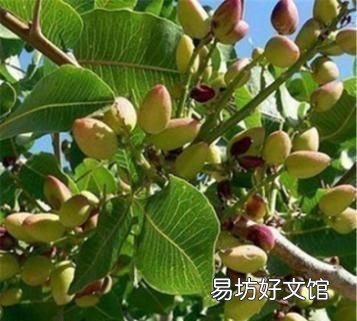 怎样种植黄皮果树,开心果果树在哪里可种植