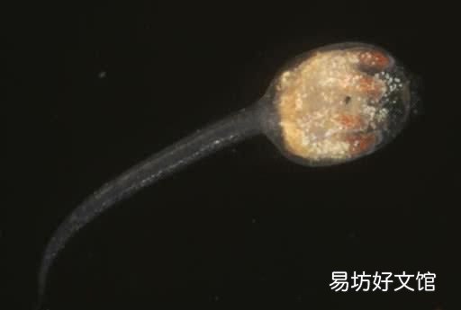 海鞘刺身好吃吗 海鞘刺身是什么