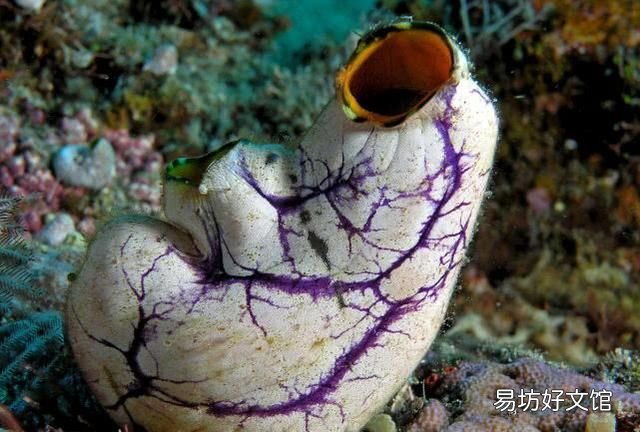 海鞘刺身好吃吗 海鞘刺身是什么