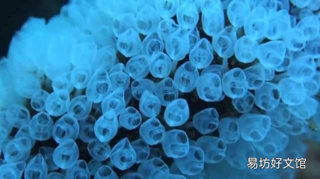 海鞘刺身好吃吗 海鞘刺身是什么