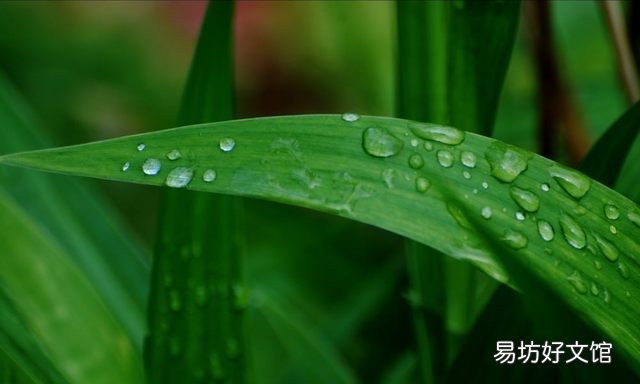好雨知时节杜甫哪个时期,解析杜甫春夜喜雨