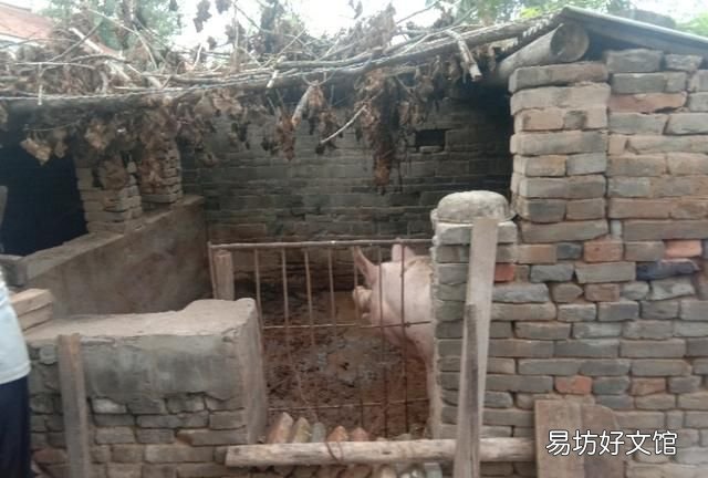 2019养猪国家补贴政策规定,国家现在允许在农村养猪吗