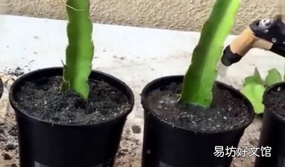 火龙果从一粒种子到结果的过程,火龙果种子几年结果