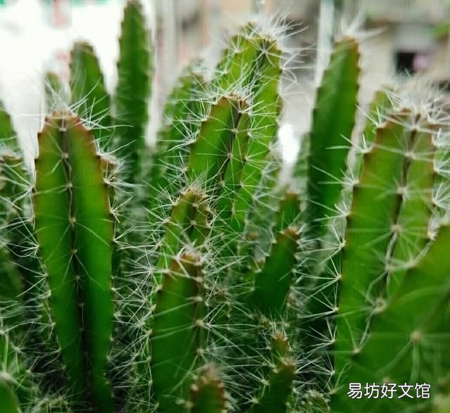 火龙果从一粒种子到结果的过程,火龙果种子几年结果