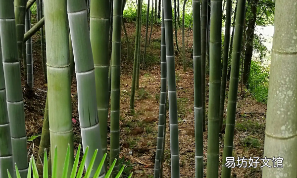 毛竹种子种植时间和方法，竹子种子怎么种、什么时候种