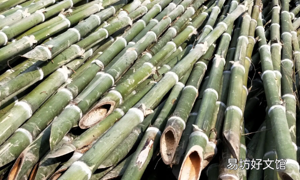 毛竹种子种植时间和方法，竹子种子怎么种、什么时候种