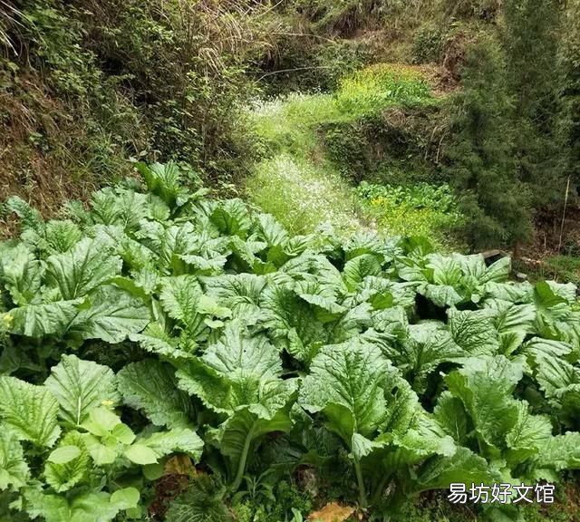 为什么被雪压过的青菜非常美味