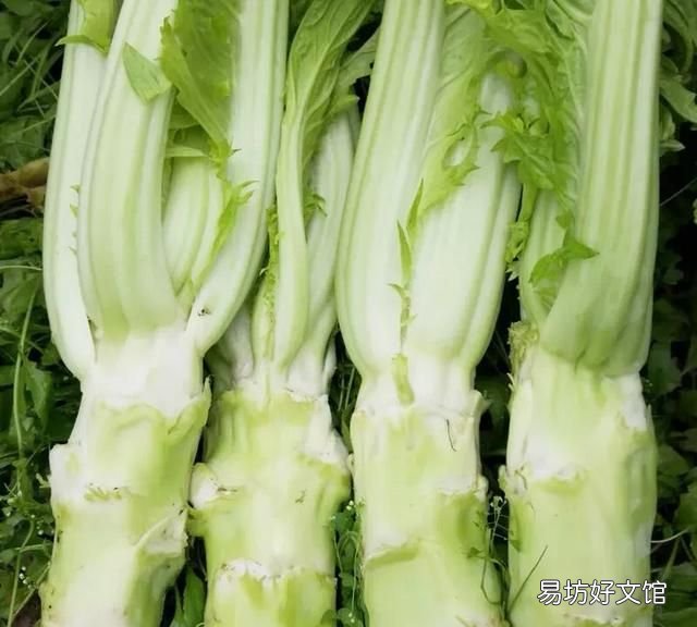 为什么被雪压过的青菜非常美味