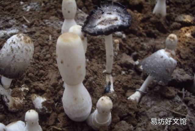 怎么素炒鸡腿菇 怎样炒鸡腿菇