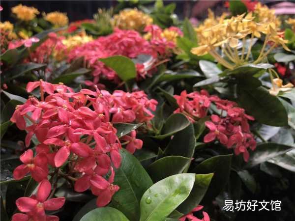 一览iPhone8p详细参数配置 苹果8p是几寸的屏幕尺寸