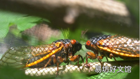 蝉的一生会经历哪些阶段，蝉从出生到死亡经历四个阶段的过程