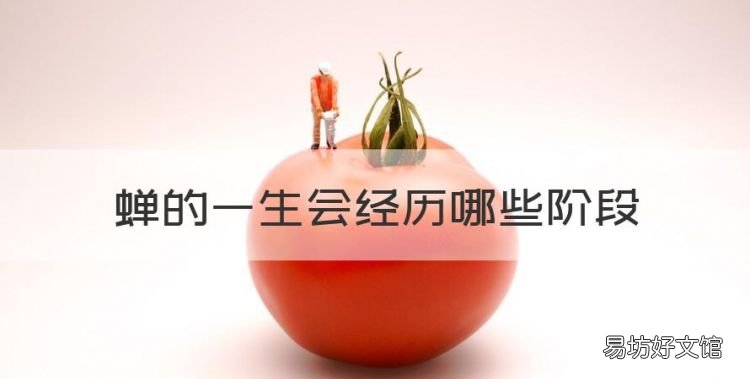 蝉的一生会经历哪些阶段，蝉从出生到死亡经历四个阶段的过程