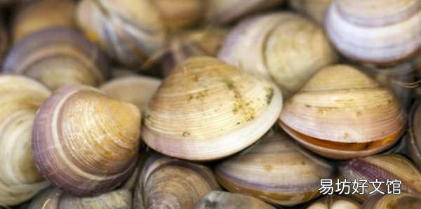 海鲜有哪些种类贝类,常见的20种贝类海鲜图片