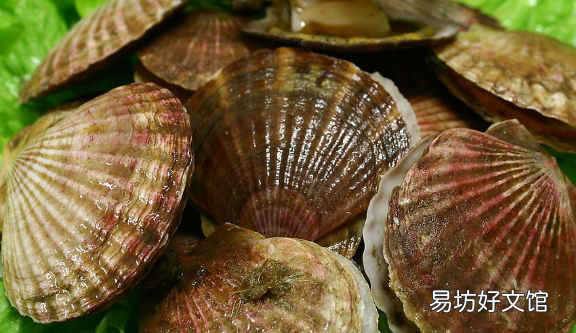 海鲜有哪些种类贝类,常见的20种贝类海鲜图片