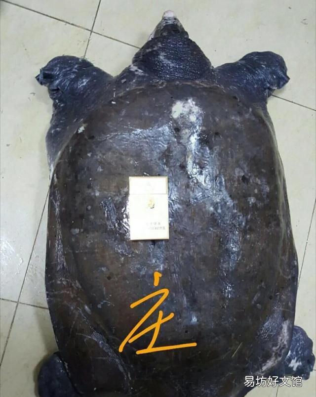 甲鱼的最长寿命 甲鱼最长命有多少岁