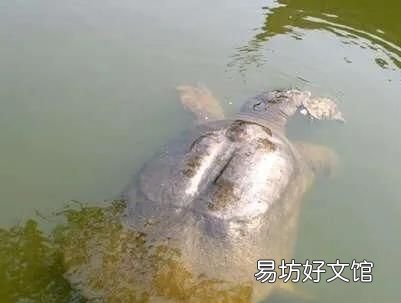 甲鱼的最长寿命 甲鱼最长命有多少岁