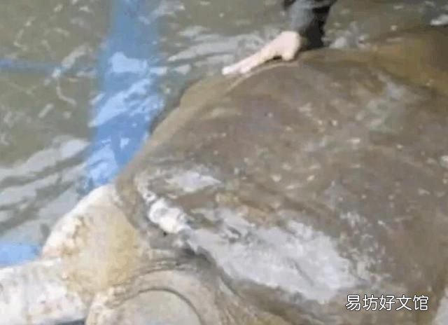 甲鱼的最长寿命 甲鱼最长命有多少岁