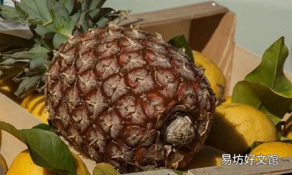 菠萝怎么吃要不要用盐水泡,吃菠萝之前菠萝用盐水泡一下