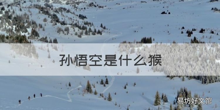 孙悟空是什么猴,《西游记》中孙悟空的原型是什么猴