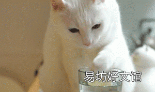 你不知道的国家冷知识也门篇