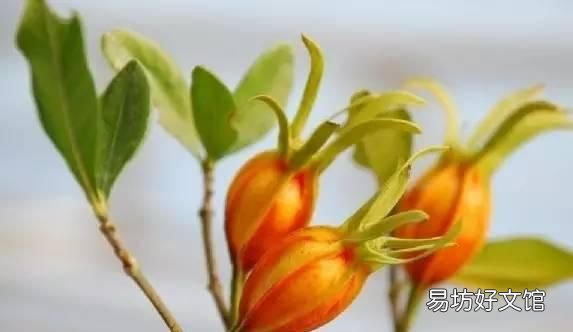 花米饭的染料植物图片