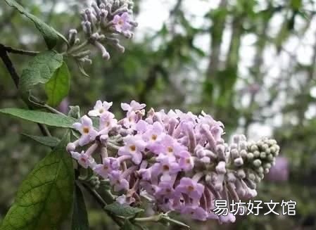花米饭的染料植物图片