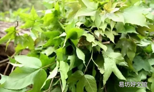 花米饭的染料植物图片