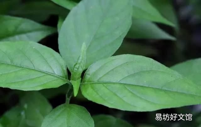 花米饭的染料植物图片