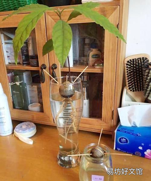 一年可盆栽并结果的盆栽,100种组合盆栽种植