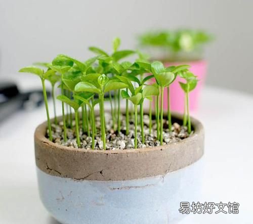 一年可盆栽并结果的盆栽,100种组合盆栽种植
