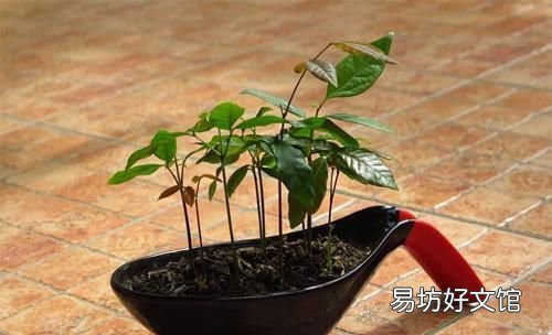 一年可盆栽并结果的盆栽,100种组合盆栽种植