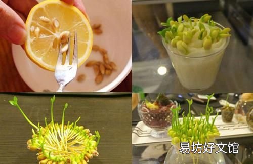 一年可盆栽并结果的盆栽,100种组合盆栽种植