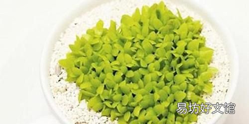 一年可盆栽并结果的盆栽,100种组合盆栽种植