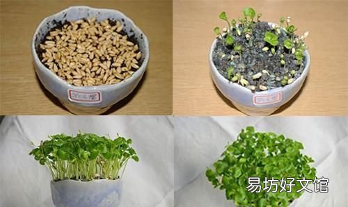 一年可盆栽并结果的盆栽,100种组合盆栽种植