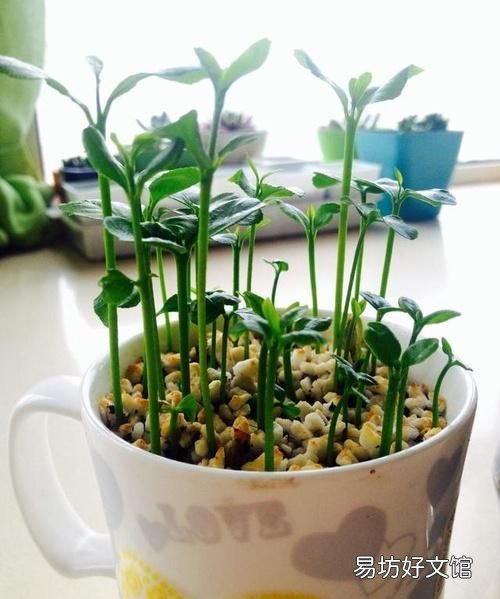 一年可盆栽并结果的盆栽,100种组合盆栽种植